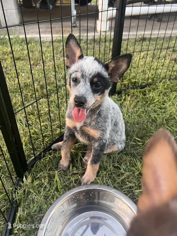 Flower, a female Australian Cattle Dog for sale in Hockley, TX – 1 of 3