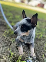 Flower, a female Australian Cattle Dog for sale in Hockley, TX – 3 of 3