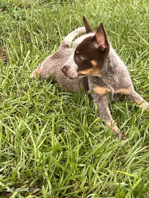 Joy – Australian Cattle Dog puppy for sale in Hockley, TX