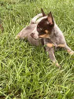 Joy, a female Australian Cattle Dog for sale in Hockley, TX – 1 of 3