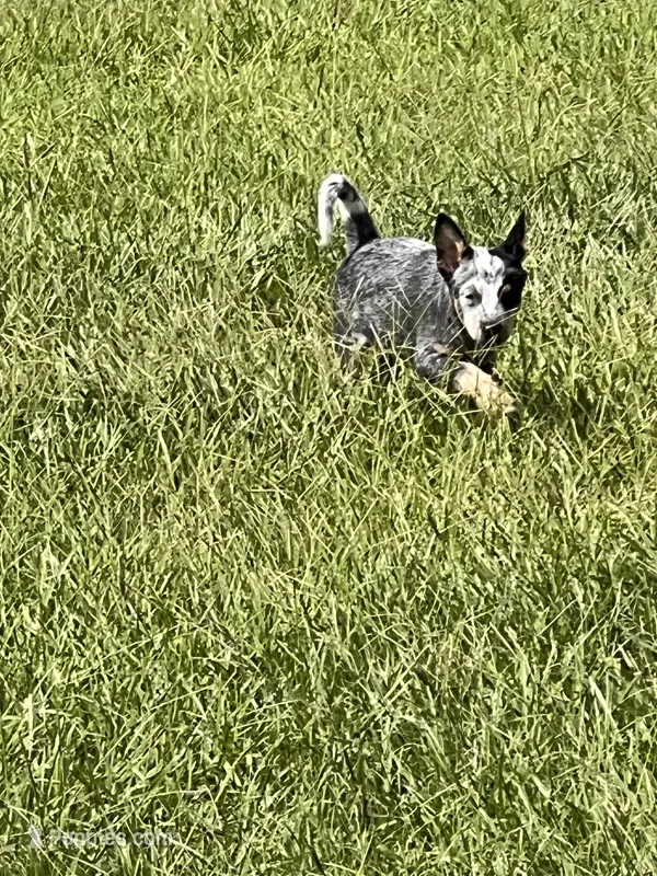 Flower – Australian Cattle Dog puppy for sale in Hockley, TX