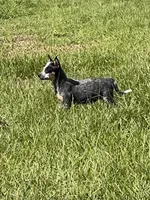 Flower, a female Australian Cattle Dog for sale in Hockley, TX – 2 of 3