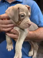 Sky , a female American Bully for sale in Denison, TX – 5 of 6