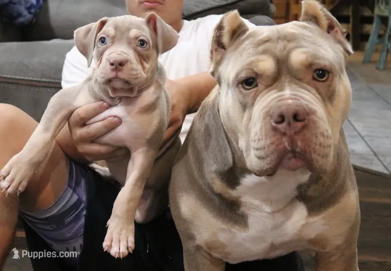 Sky  – American Bully puppy for sale in Denison, TX