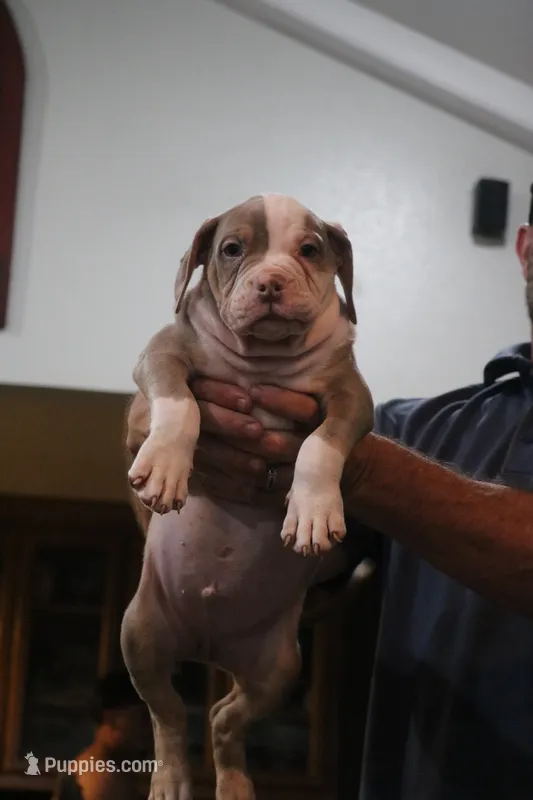 Bronx  – American Bully puppy for sale in Denison, TX