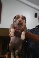 Bronx , a male American Bully for sale in Denison, TX – 1 of 7