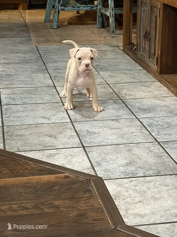 Bella  – American Bully puppy for sale in Denison, TX
