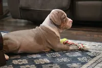 Bronx , a male American Bully for sale in Denison, TX – 3 of 7