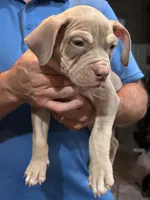 Sky , a female American Bully for sale in Denison, TX – 4 of 6