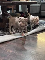 Sky , a female American Bully for sale in Denison, TX – 2 of 6