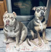 Bronx , a male American Bully for sale in Denison, TX – 7 of 7