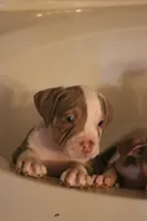 Bronx , a male American Bully for sale in Denison, TX – 5 of 7