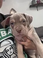 Sky , a female American Bully for sale in Denison, TX – 6 of 6