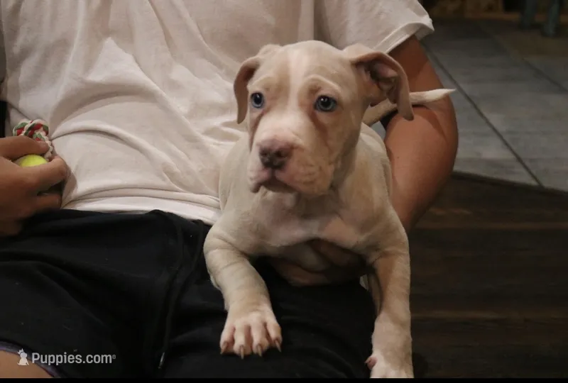 Lola  – American Bully puppy for sale in Denison, TX