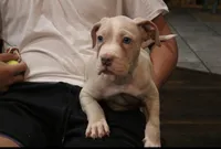 Lola , a female American Bully for sale in Denison, TX – 1 of 6