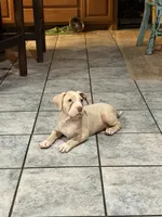 Lola , a female American Bully for sale in Denison, TX – 5 of 6