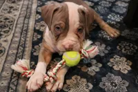 Bronx , a male American Bully for sale in Denison, TX – 6 of 7