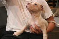 Lola , a female American Bully for sale in Denison, TX – 2 of 6