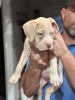 Lola , a female American Bully for sale in Denison, TX – 3 of 6