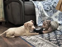 Lola , a female American Bully for sale in Denison, TX – 4 of 6