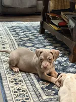 Sky , a female American Bully for sale in Denison, TX – 3 of 6