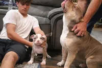 Bronx , a male American Bully for sale in Denison, TX – 4 of 7