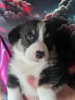 Yogi, a male Pembroke Welsh Corgi for sale in Uhrichsville, OH – Photo 4 of 5