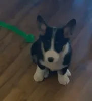 Yogi, a male Pembroke Welsh Corgi for sale in Uhrichsville, OH – Photo 5 of 5