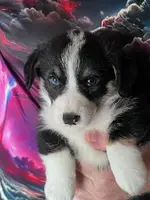 Yogi, a male Pembroke Welsh Corgi for sale in Uhrichsville, OH – Photo 2 of 5