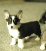 Georgia, a female Pembroke Welsh Corgi for sale in Uhrichsville, OH – Photo 4 of 5