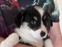 Georgia, a female Pembroke Welsh Corgi for sale in Uhrichsville, OH – Photo 1 of 5