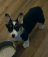 Georgia, a female Pembroke Welsh Corgi for sale in Uhrichsville, OH – Photo 5 of 5