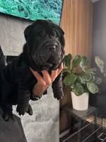 Dancer, a female Chinese Shar-Pei for sale in Browns Mills, NJ – Photo 2 of 10
