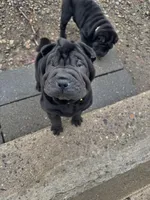Dancer, a female Chinese Shar-Pei for sale in Browns Mills, NJ – Photo 3 of 10