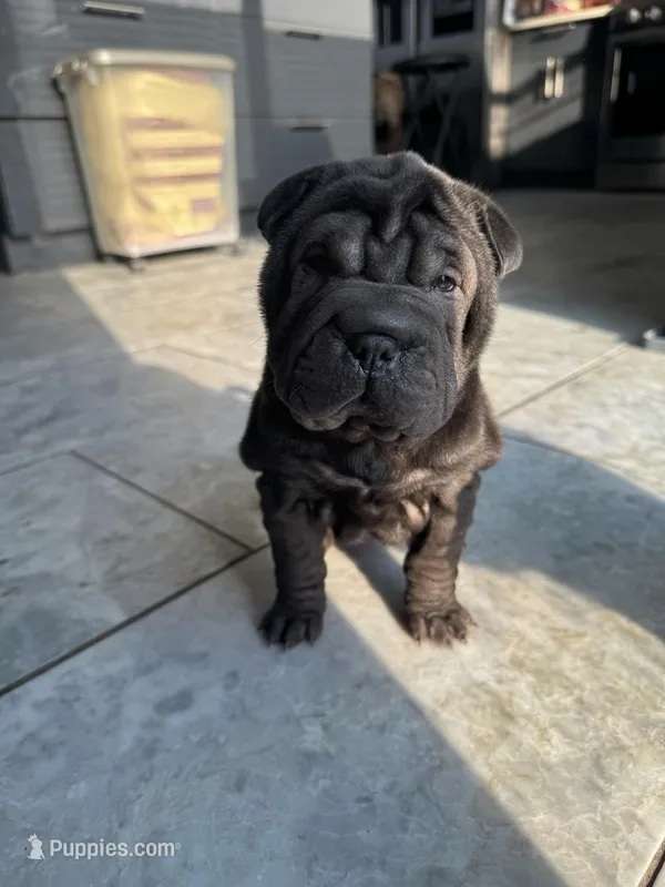 Dancer – Chinese Shar-Pei puppy for sale in Browns Mills, NJ