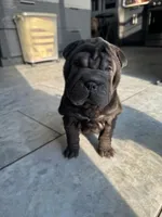 Dancer, a female Chinese Shar-Pei for sale in Browns Mills, NJ – Photo 1 of 10
