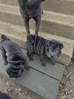 Dancer, a female Chinese Shar-Pei for sale in Browns Mills, NJ – Photo 7 of 10