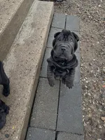 Dancer, a female Chinese Shar-Pei for sale in Browns Mills, NJ – Photo 9 of 10