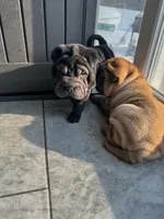 Dancer, a female Chinese Shar-Pei for sale in Browns Mills, NJ – Photo 4 of 10