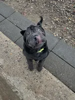 Dancer, a female Chinese Shar-Pei for sale in Browns Mills, NJ – Photo 5 of 10