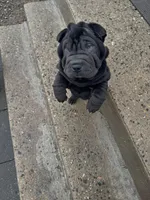 Dancer, a female Chinese Shar-Pei for sale in Browns Mills, NJ – Photo 6 of 10
