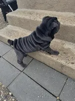 Dancer, a female Chinese Shar-Pei for sale in Browns Mills, NJ – Photo 10 of 10