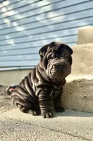 Cosmo, a male Chinese Shar-Pei for sale in Browns Mills, NJ – Photo 1 of 10