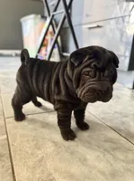 Cosmo, a male Chinese Shar-Pei for sale in Browns Mills, NJ – Photo 5 of 10
