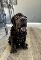 Cosmo, a male Chinese Shar-Pei for sale in Browns Mills, NJ – Photo 2 of 10