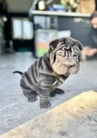 Cosmo, a male Chinese Shar-Pei for sale in Browns Mills, NJ – Photo 8 of 10