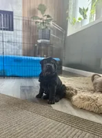 Cosmo, a male Chinese Shar-Pei for sale in Browns Mills, NJ – Photo 4 of 10