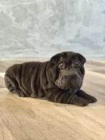 Cosmo, a male Chinese Shar-Pei for sale in Browns Mills, NJ – Photo 3 of 10