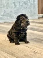 Cosmo, a male Chinese Shar-Pei for sale in Browns Mills, NJ – Photo 9 of 10