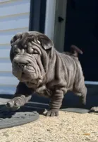 Cosmo, a male Chinese Shar-Pei for sale in Browns Mills, NJ – Photo 7 of 10